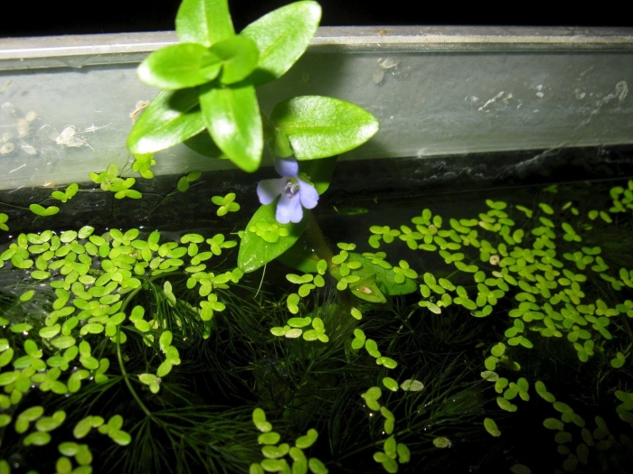 Ряска аквариумное растение