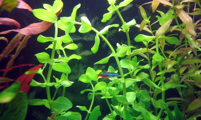 Бакопа каролинская аквариумная