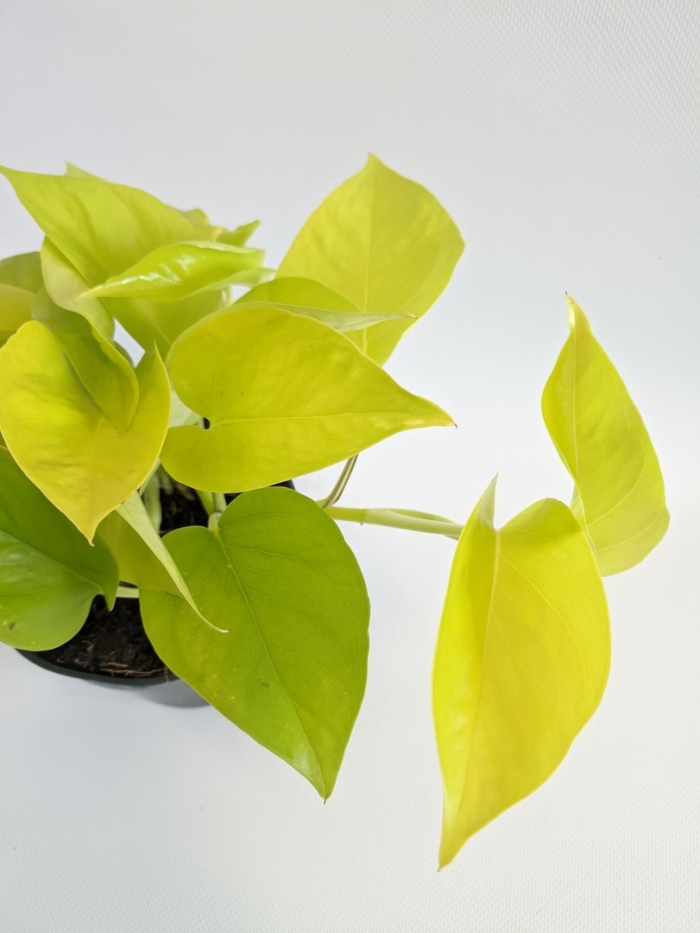 Эпипремнум голден потос