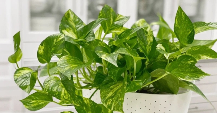 Эпипремнум золотистый epipremnum aureum