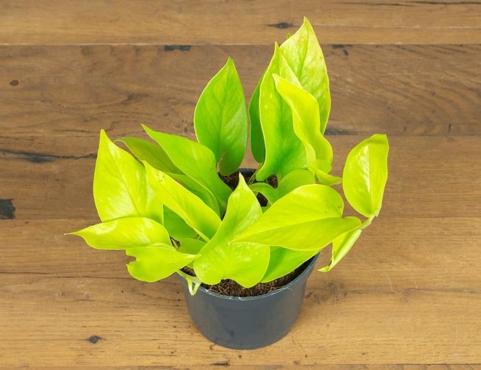 Эпипремнум голден лотос