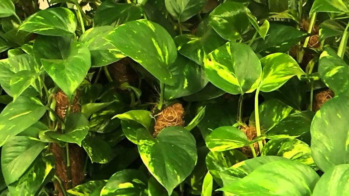 Эпипремнум pinnatum