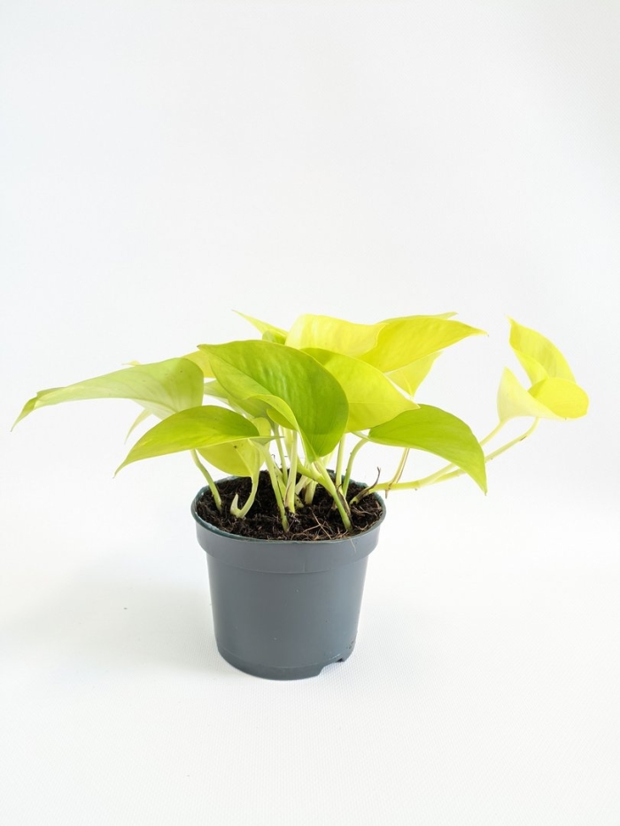 Эпипремнум голден флейм