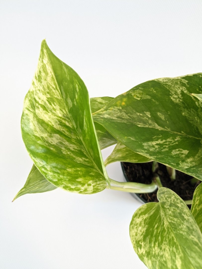 Эпипремнум голден