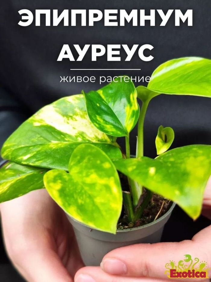 Эпипремнум пиннатум альба