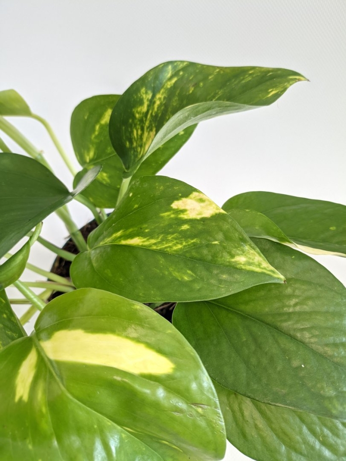 Эпипремнум ауреум