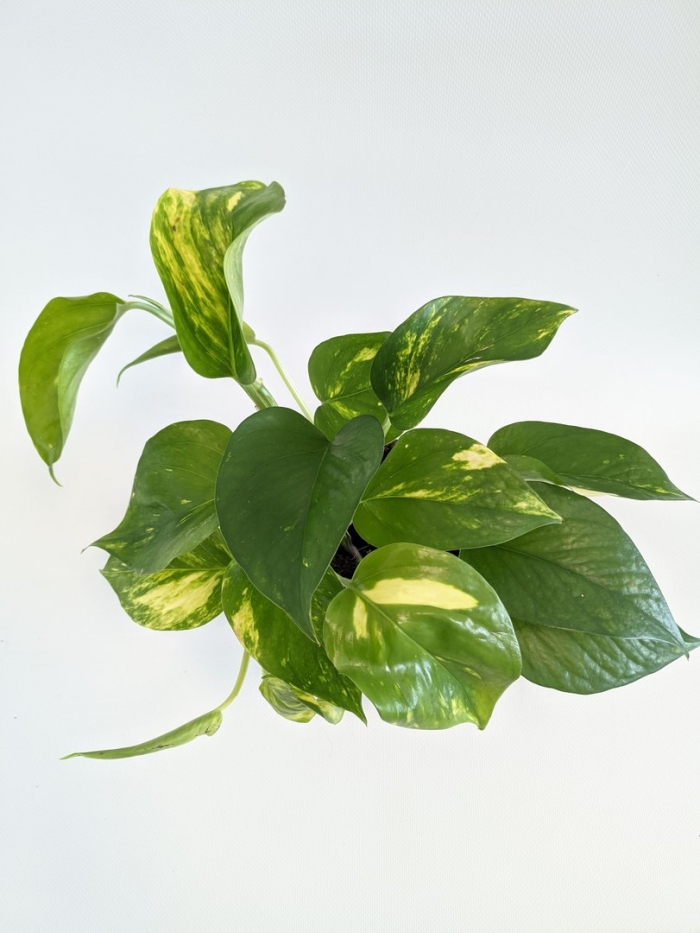 Эпипремнум пиннатум глобал грин