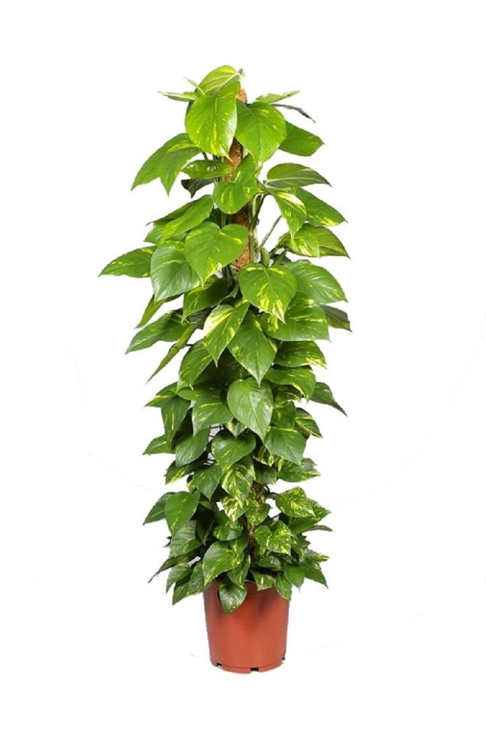 Лиана эпипремнум