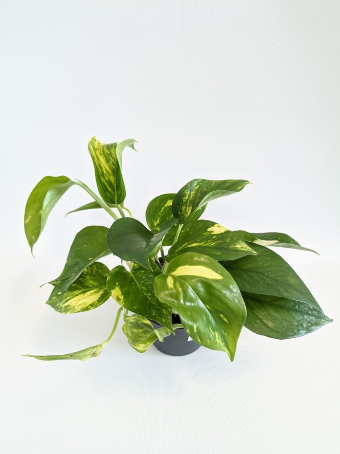 Эпипремнум ауреум