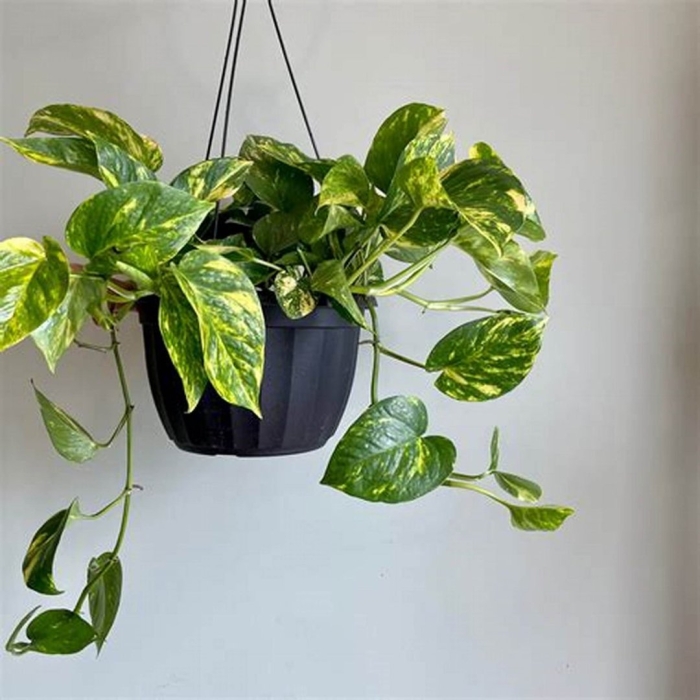 Висячие комнатные растения