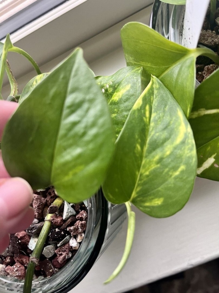 Эпипремнум н джой