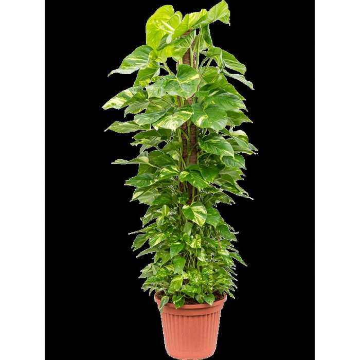 Сциндапсус эпипремнум золотистый