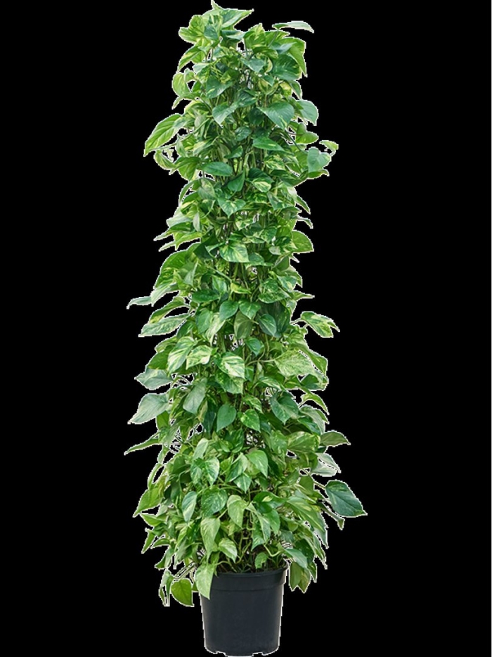 Эпипремнум моссток