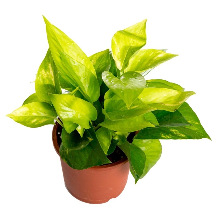 Эпипремнум голден квин