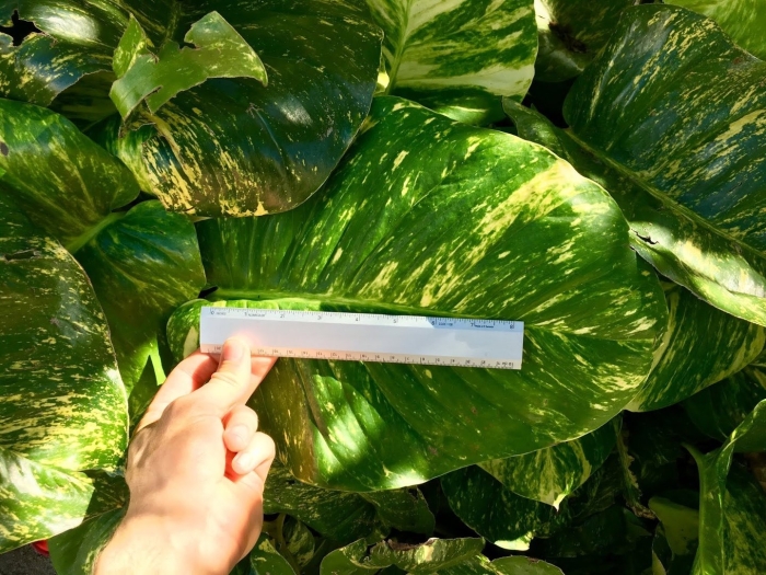 Эпипремнум хэппи лиф