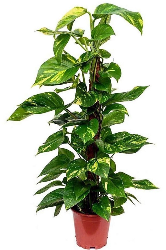 Сциндапсус эпипремнум