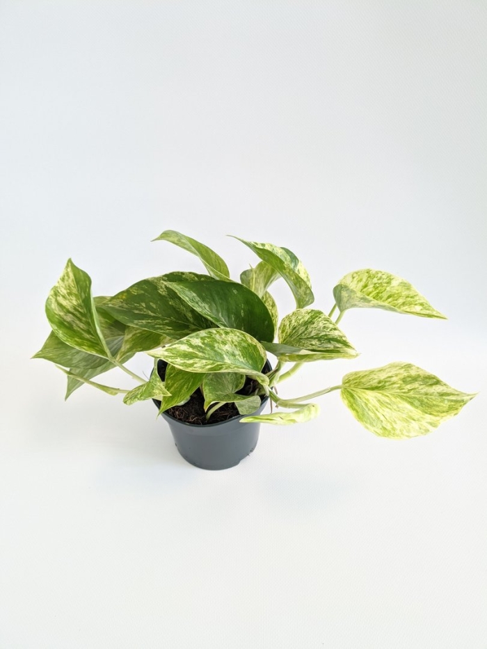 Эпипремнум марбл квин