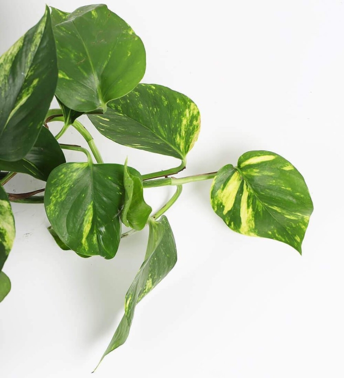 Эпипремнум лесной epipremnum silvaticum