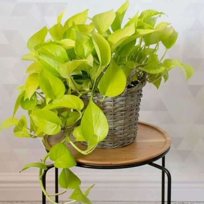 Эпипремнум голден неон