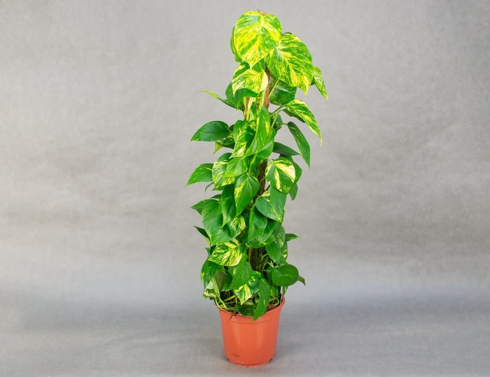 Эпипремнум на опоре