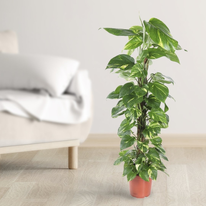 Эпипремнум пиннатум