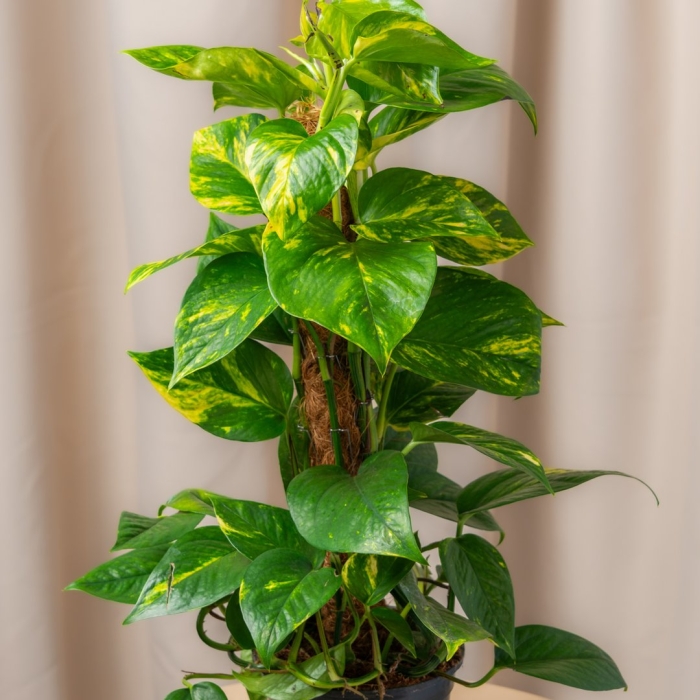 Эпипремнум виды