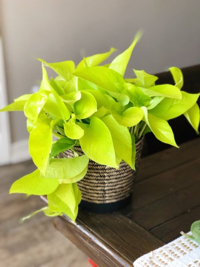 Эпипремнум пиннатум вайт