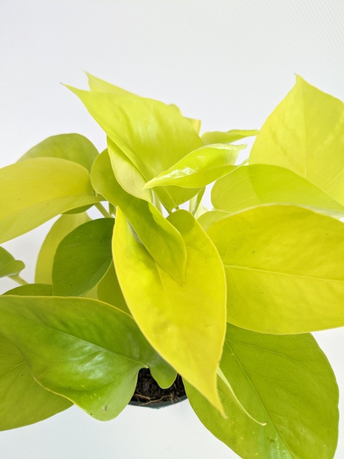 Эпипрменум голден потом