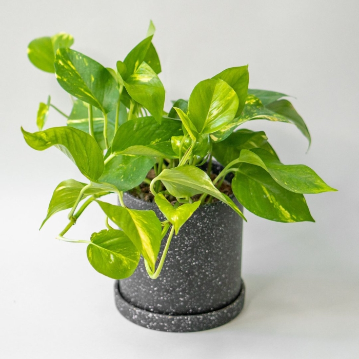 Эпипремнум энджой