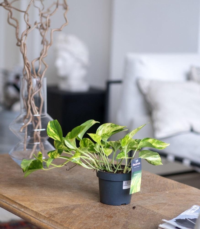 Эпипремнум хиколор