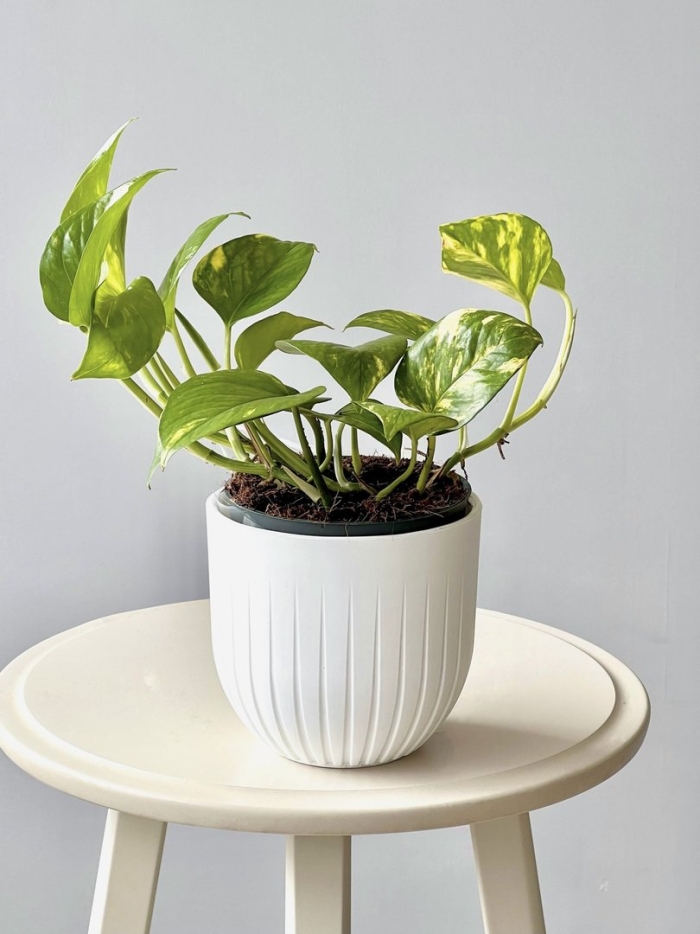 Эпипремнум marble queen