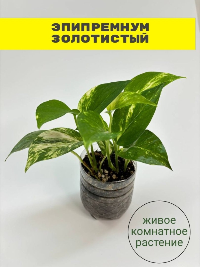 Сциндапсус золотистый