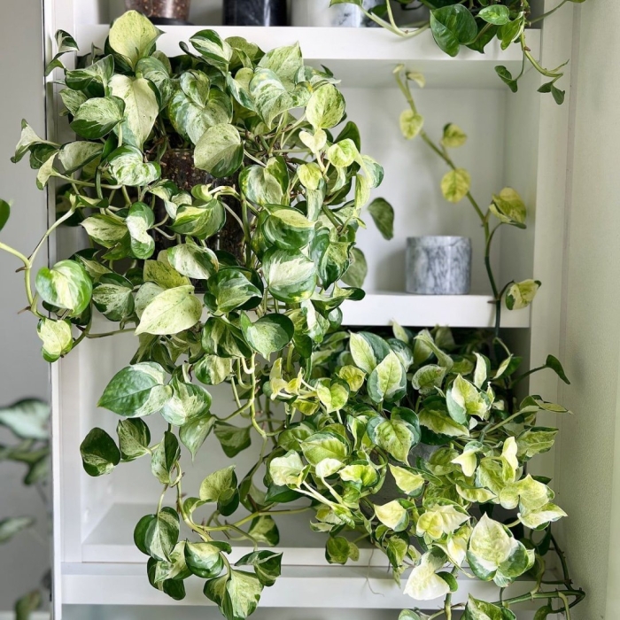 Вьющиеся комнатные растения
