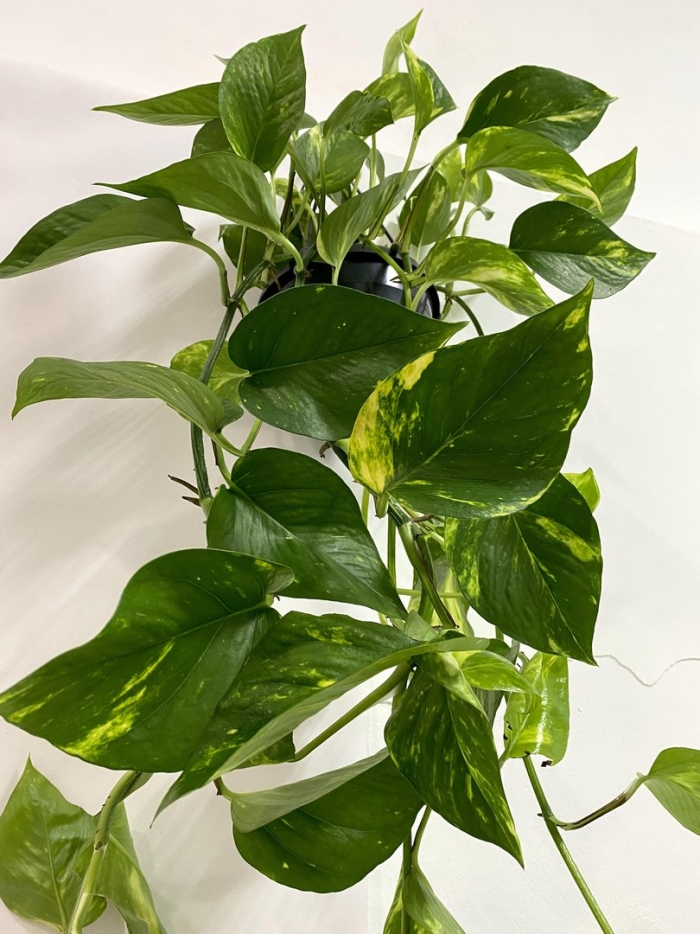 Эпипремнум голден потос