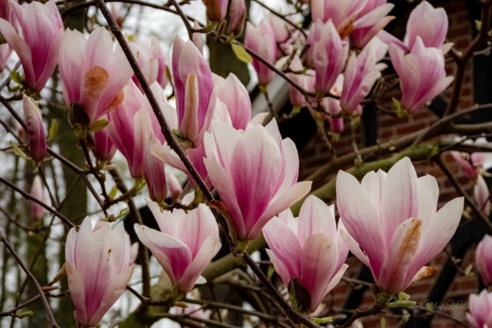Магнолия камео