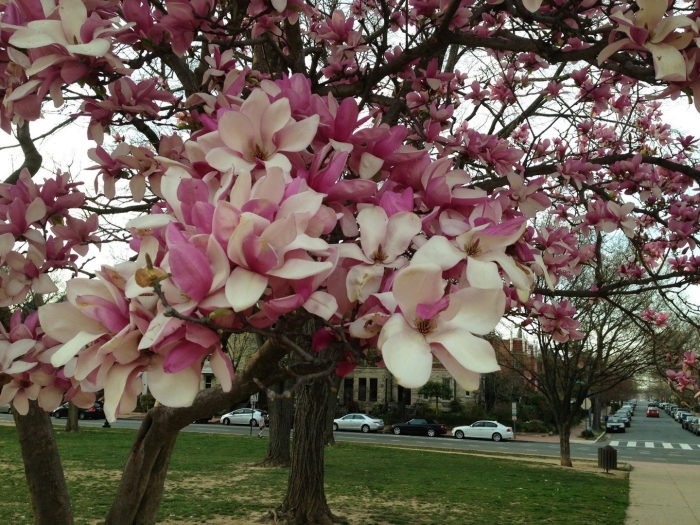 Магнолия кобус суланжа