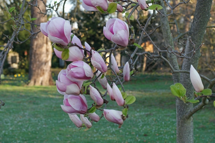 Магнолия суланжа александрина