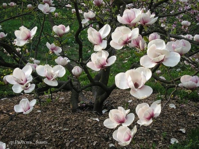 Магнолия листопадная суланжа