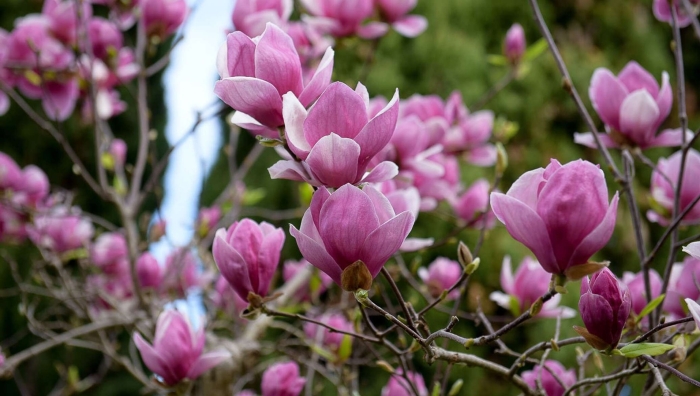 Магнолия абхазия дерево