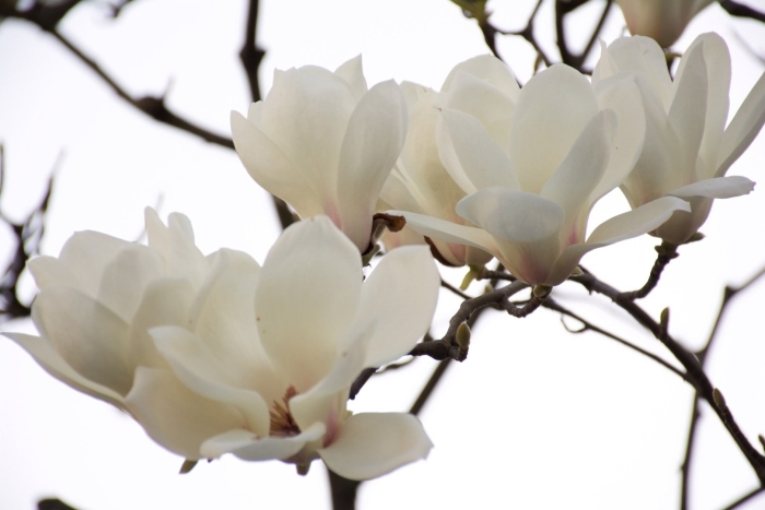 Магнолия дарахти