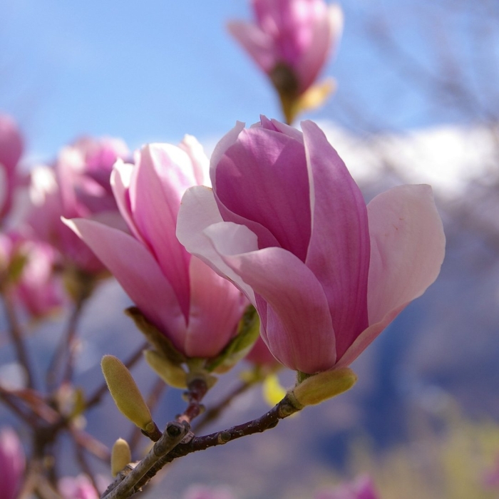 Магнолии дерево