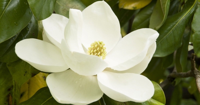 Магнолия грандифлора вечнозеленая