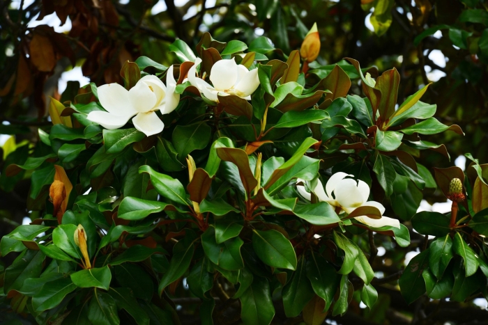 Магнолия грандифлора дерево