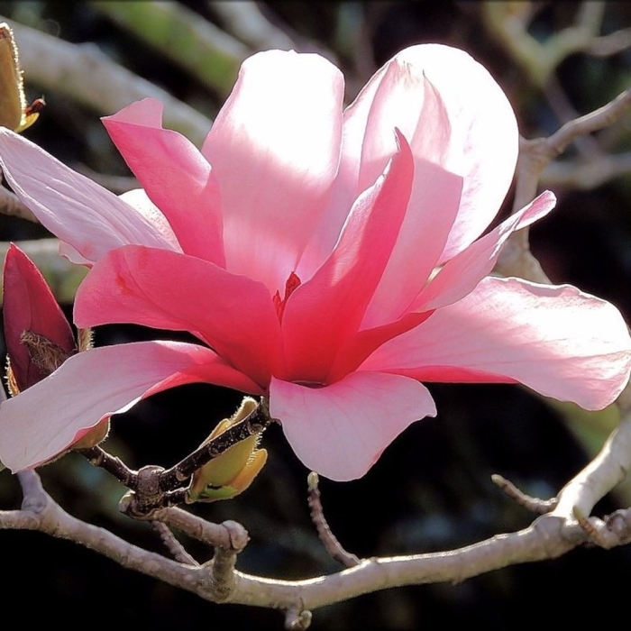 Магнолия суланжа галакси