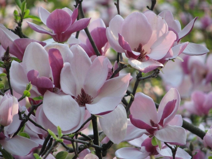 Магнолия rustica rubra