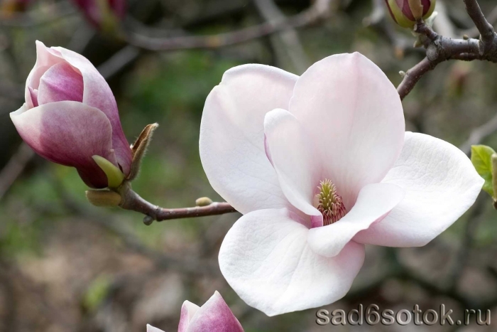 Магнолия суланжа альба суперба