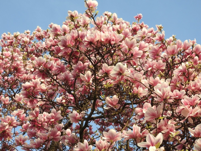 Magnolia × soulangeana