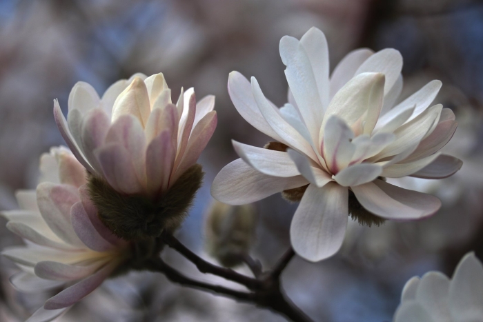 Магнолия звездчатая