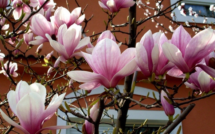 Магнолия куст