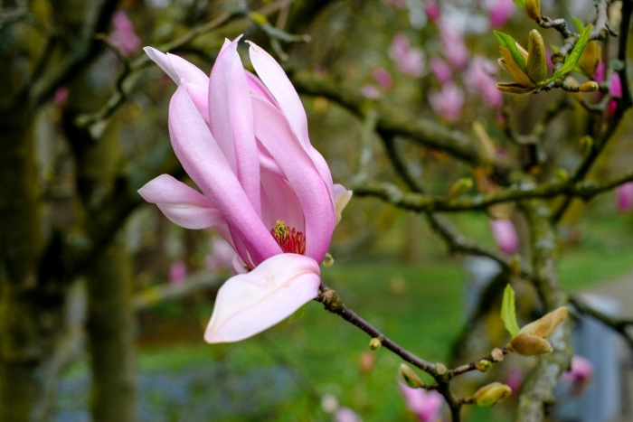 Magnolia blossom svit